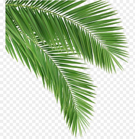 Banana Leaf Tattoo, Coconut Tree Leaves, Background Png Images, Leaf Png, Cute Panda Cartoon, Leaf Tattoo, Coconut Leaves, Leaves Png, Star Logo Design