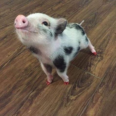 piglet - Domestic pig Teacup Pig, Teacup Pigs, Cute Piglets, Mini Pigs, Cute Piggies, Pet Pigs, Baby Animals Pictures, Baby Pigs