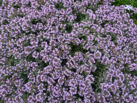 Breckland Thyme, Thyme Ground Cover, Woolly Thyme, Flowering Ground Cover, Wooly Thyme, Grass Alternative, Thyme Plant, Chamomile Plant, Water Wise Plants