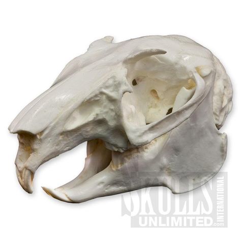 Hare Skull, March Hare Costume, Snowshoe Hare, Snow Shoe, Skull Reference, March Hare, Jack Rabbit, After Birth, Animal Skulls