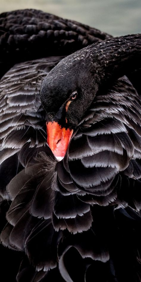 Black swan Black Swan Animal, Swan Pictures, Swan Wallpaper, Regnul Animal, Mute Swan, Australian Birds, Bird Pictures, Bird Photo, Black Swan