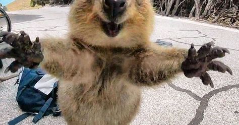 Australian man Campbell Jones, 21, captured the amazing image of the Quokka with a GoPro camera strapped to his head at Rottnest, Western Australia Pfp Animal, Cute Animal Pfp, Quokka Animal, Cute Quokka, Happiest Animal, Animal Pfp, Pet Memes, Funny Animal, Pet Portrait