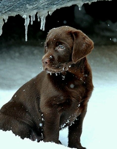 Snowy chocolate lab..<3 Chocolate Lab Puppies, Lab Puppy, Labrador Retriever Puppies, Chocolate Labrador, Labrador Retrievers, Lab Puppies, Brown Dog, Rottweiler, I Love Dogs