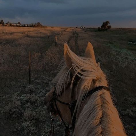 Brown Aesthetic Dark, Fearless Aesthetic, Aesthetic Brown, Horse Aesthetic, Aesthetic Dark, Brown Aesthetic, Dark Aesthetic, Home Ideas, Angel