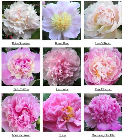 Peony Pink Color, Flower Backyard, Peony Bedding, Best Garden Design, Hill Landscape, Peony Colors, Flower Varieties, Planting Peonies, Growing Peonies