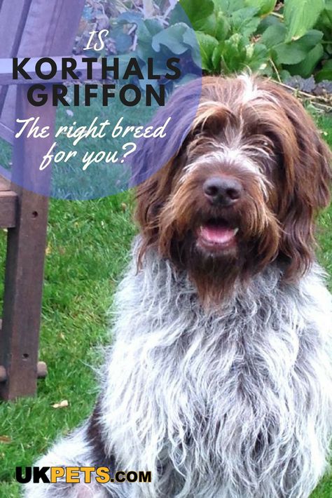 Wirehaired Pointing Griffon Art, Brussels Griffon Grooming, Griffin Dog, Bird Dog Training, Brussel Griffon Dogs, Korthals Griffon, Pointing Griffon, Wirehaired Pointing Griffon, Griffon Dog