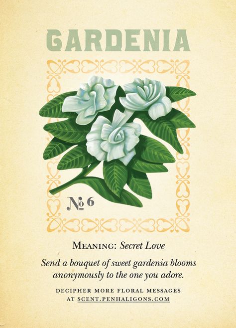 Gardenia - secret love! Gardenia Flowers, Flowers Drawing, Flower Guide, Flower Meanings, Secret Gardens, Flower Names, Language Of Flowers, Flower Quotes, Secret Love