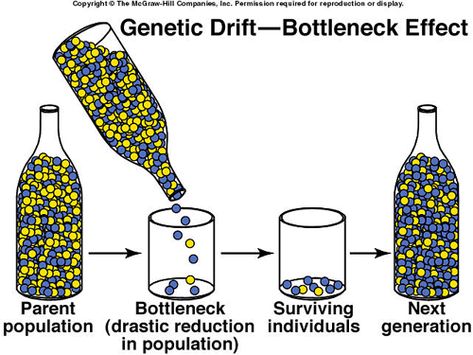 genetic drift Pharmaceutical Chemistry, Animal Evolution, Genetic Drift, Process Of Evolution, Ocean Classroom, Genetic Variation, Biology Facts, Ap Biology, Cool Science Facts