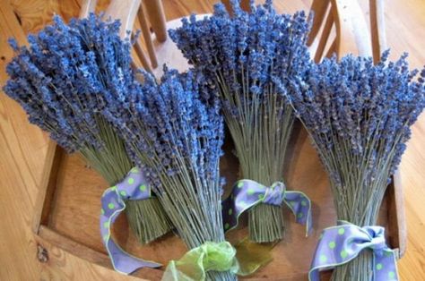 Celtic Wedding Traditions, Irish Wedding Traditions, Church Wedding Flowers, Pagan Wedding, Cheap Wedding Flowers, Bride's Bouquet, Lavender Bouquet, English Lavender, Popular Flowers