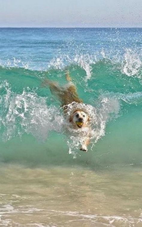 Cute Dogs Images, Very Cute Puppies, Golden Retriever Mix, Dog Swimming, Cute Animals Puppies, Very Cute Dogs, Really Cute Dogs, Cute Dog Pictures, Cute Animals Images