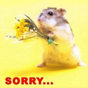 Cute Sorry Quote Funny Hamsters, A Hamster, Cute Hamsters, 웃긴 사진, Hamsters, Rodents, Funny Animal Pictures, Cute Little Animals, 귀여운 동물