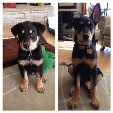 From 8 weeks to 4 months -Jax our  German shepherd doberman mix Half Sun Half Moon Tattoo, Moon Tattoo Simple, Doberman And German Shepherd Together, Doberman Pitbull Mix Dog Breeds, Doberman Mixed Breed, German Shepherd Doberman, German Shepherd Doberman Mix Dogs, Half Sun Half Moon, Doberman Shepherd Mix Puppies