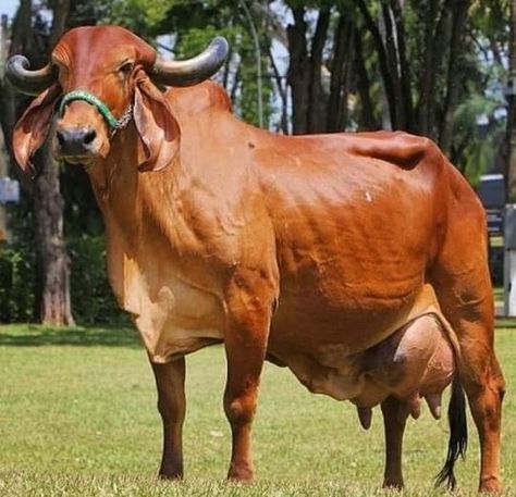 Gir Cow India, Gado Leiteiro, Gir Cow, Pet Cows, Cow Ears, Cow Photos, Dairy Cattle, Dairy Cow, Farm Cow