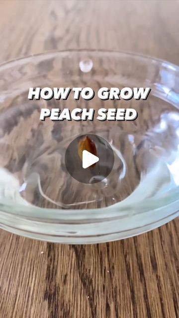 Peach Seed, Ro Plant, Plant Book, Peach Trees, Sustainable Living, Organic Gardening, Sprouts, Did You Know, New Books