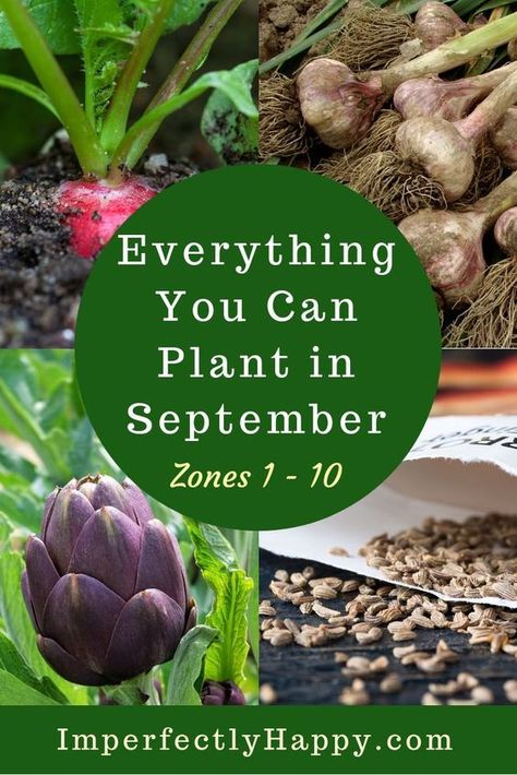 Everything You Can Plant in September for Zone 1, 2, 3, 4, 5, 6, 7, 8, 9 and 10 in your backyard vegetable garden and homestead. Backyard Vegetable Garden, Vegetable Garden Planner, Fall Vegetables, Fall Garden Vegetables, Backyard Vegetable Gardens, Garden Planner, Veg Garden, Home Vegetable Garden, Organic Gardening Tips