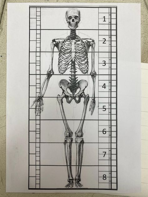 Skeletal Anatomy Drawing, Skeleton Sketch Tutorial, Anatomically Correct Skeleton, Skeleton Parts Drawing, Full Body Skeleton Drawing, Skeleton Reference Anatomy, Skeleton Art Reference, Skeleton Side View, Anatomy Basics