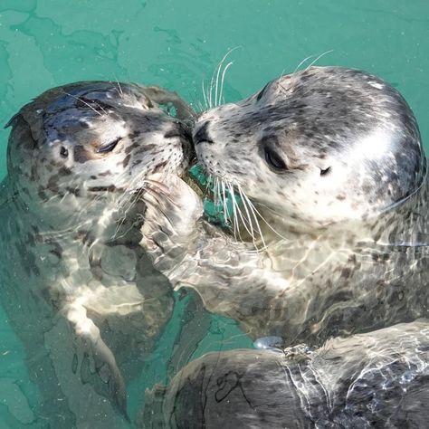 Harbor Seal, Cute Seals, Baby Seal, A Seal, Water Dog, Destination Voyage, Silly Animals, Sea Lion, Marine Animals