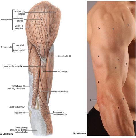 Surface Anatomy, Learning Anatomy, Anatomy Lab, Learn Anatomy, Muscles Anatomy, Arm Anatomy, 남성 근육, Human Muscle Anatomy, Human Body Anatomy