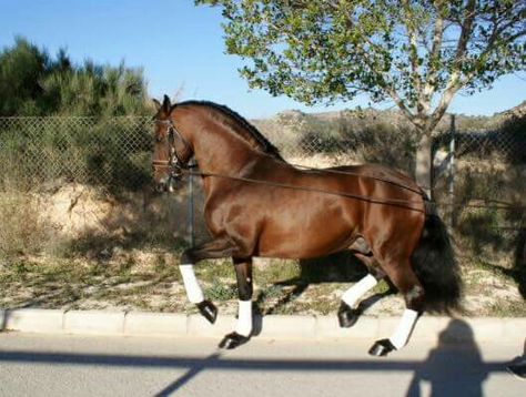 Jazmínito V. Yeguada Vargas Cutillas Horse Motivation, Andalusian Horses, Spanish Horse, Horse Colors, Horse Dressage, Andalusian Horse, Black Horses, Wild Mustangs, Friesian Horse