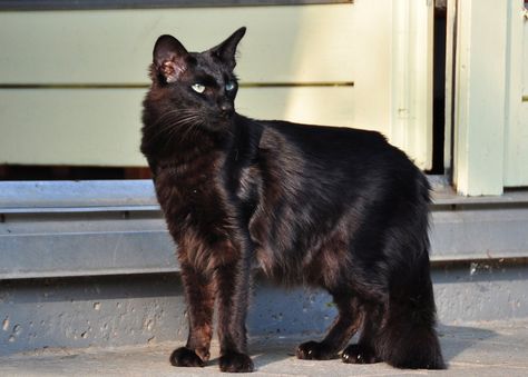 Black Oriential LONG HAIR The Oriental Longhair is a domestic cat, belonging to the Siamese breed. It is related to the shorthair variety and shares some physical traits, except that its long and tubular body has a longer and softer coat. It has almond-shaped green eyes, but its white variety can be blue, green, or odd-eyed. Cats Dancing, Cat Information, Warrior Cats Oc, Cat Poses, Cat References, Cat Oc, Cat Reference, Cat Stands, Cat Pose