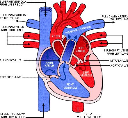 Diagram Of Heart, Heart Blood Flow, Human Heart Diagram, Human Heart Drawing, Thoracic Cavity, Tricuspid Valve, Heart Diagram, The Human Heart, Parts Of The Heart