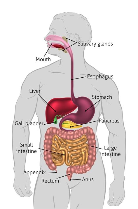 Joan Haynes, ND Do you suffer from bloating, gas, belching, or abdominal pain with meals? If so, maybe your gallbladder is causing the symptoms. The gallbladder is a digestive organ located in the upper right portion of the abdomen directly underneath the liver. The liver makes bile which is stored and concentrated in the gallbladder. As... Read more » Stomach Diagram, Teaching Body Systems, Digestive System Project, Digestive System For Kids, Digestive System Diagram, The Human Digestive System, Digestive System Anatomy, Human Body Projects, Kartu Tarot