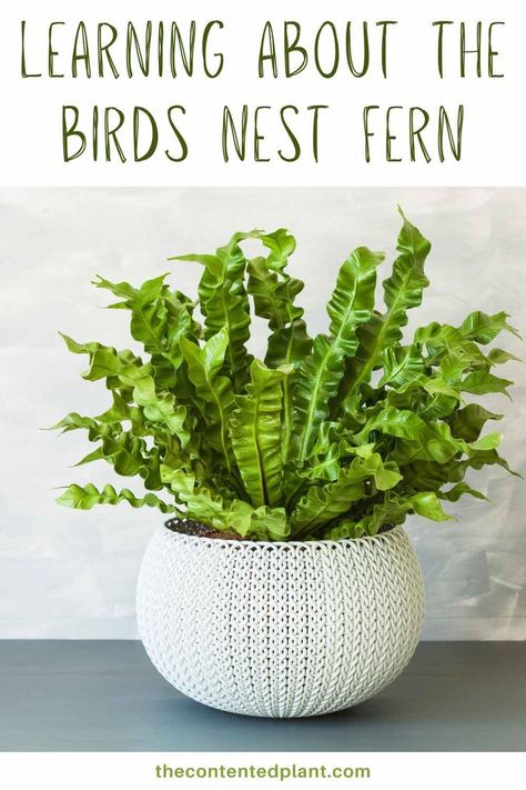 Learning about the birds nest fern-pin image Bird Nest Fern Indoor, Inside Gardening, Birds Nest Fern, Asplenium Nidus, Bird's Nest Fern, Inside Garden, Japanese Bird, Plant Box, Growing Plants Indoors