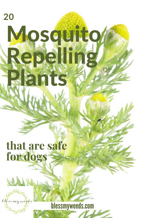 Mosquito Repelling Plants Container, Plants That Repel Flies, Dog Safe Plants, Insect Repellent Plants, Diy Mosquito Repellent, Best Mosquito Repellent, Plants That Repel Bugs, Mosquito Repelling, Mosquito Plants