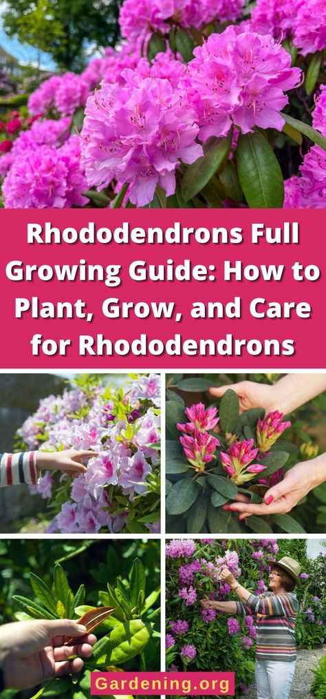 Rhododendron Care, Rhododendron Plant, Michigan Gardening, Gardening Hacks, Perennial Shrubs, Flower Pots Outdoor, Grasses Garden, Garden Help, Diy Backyard Landscaping