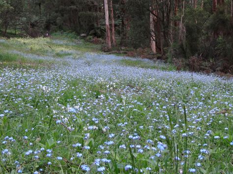 :-) Forget Me Not Flower Field, Forget Me Not Flowers Field, Field Of Forget Me Nots, Forget Me Not Field, Forget Me Nots Flowers, Forget Me Nots, Victoria Australia, Future Life, Forget Me Not