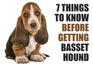 Baby Basset Hound, Hound Dog Puppies, Basset Puppies, Puppy Checklist, Puppy 101, Unique Dog Breeds, Hound Breeds, Tallest Dog, Short Dog