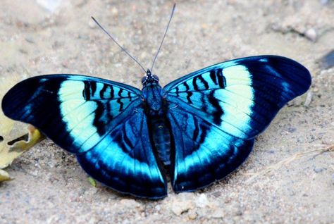 Prola Beauty Blue Moon Butterfly, Macro Fotografia, Blue Moth, Cool Insects, Moth Caterpillar, Butterfly Photos, Beautiful Bugs, Butterfly Pictures, Arthropods