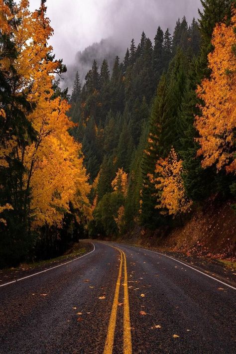 Foggy Mountains, Screen Saver, Autumn Cozy, Autumn Aesthetic, Autumn Trees, Fall Foliage, Lush Green, Fall Vibes, Pacific Northwest