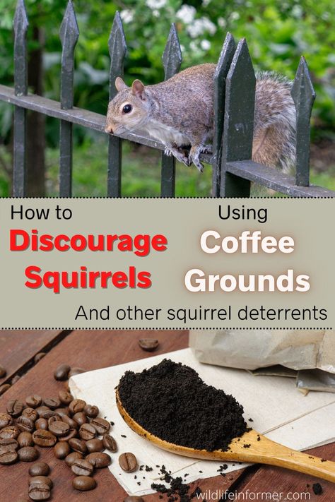 If you're looking for natural squirrel remedies you might have come across using coffee grounds. We take a look at this trick and if it can work for you #squirrels #squirelrepellent #naturalrepellents #squireldeterrent Squirrel Repellent Spray, Ground Squirrel Repellent How To Get Rid, How To Deter Squirrels From Garden, Diy Squirrel Repellent Homemade, Natural Squirrel Repellent, Squirrel Repellant Bird Feeder, Homemade Squirrel Repellent, Squirrel Deterrent Bird Feeders, Squirrel Deterrent Garden