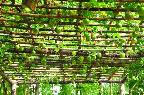 Passionfruit providing prolific fruit and shade coverage. Passionfruit Plant Trellis, Vine Roof, Grow Passionfruit, Passionfruit Plant, Passionfruit Vine, Bamboo Patio, Passion Fruit Plant, Vine Trellis, Bamboo Ceiling