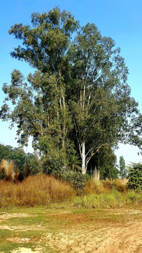 Landscape References, Yew Tree, Trees Landscape, Landscape Elements, California Photos, Boat Painting, Tree Photography, Landscape Drawings, A Level Art