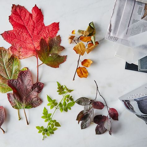 How to Preserve Fall Leaves How To Preserve Leaves, Preserve Leaves, Autumn Leaves Craft, Pressed Leaves, Leaf Crafts, Fall Projects, Dry Leaf, Nature Crafts, Fall Diy