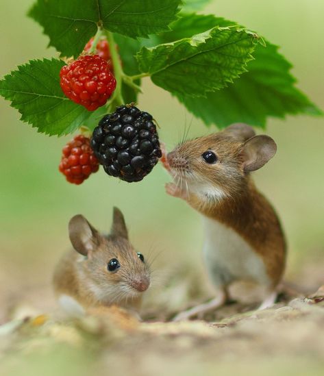 Mouse Photos, Mouse Pictures, Cute Small Animals, Cute Hamsters, Harvest Season, November 11, Woodland Creatures, Illustration Inspiration, Rodents