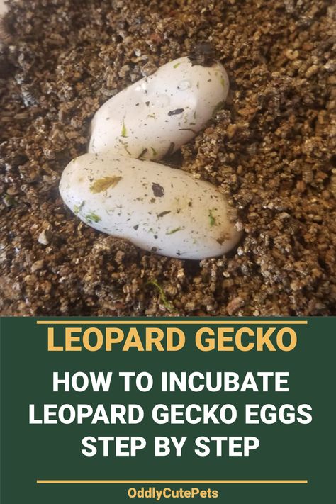 Learn how to incubate leopard gecko eggs in a step by step process and surrounding information around incubating eggs. [DETAILS] Leopard Gecko Breeding Setup, Leopard Gecko Breeding, Leopard Gecko Eggs, Leopard Gecko Enrichment, Lizard House, What Do You Need For A Leopard Gecko, Leopard Gecko Diet, Leopard Gecko Weight Chart, Incubating Eggs