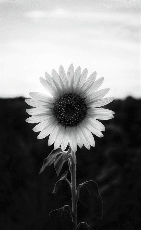 Fashion Backgrounds, Sunflower Black And White, 2023 Wallpapers, Sunshine Wallpaper, Carol Ann Duffy, Ts Albums, Black Roses Wallpaper, Local Photography, Rain Pictures