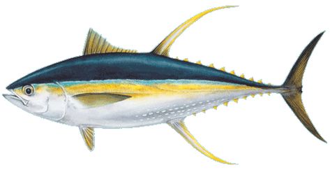 Yellowfin Tuna (Ahi). Learn about the different varieties of Ahi eaten in Hawaii Wild Caught Fish, Tuna Fishing, Yellowfin Tuna, Fish Artwork, Ahi Tuna, Steak And Seafood, Tuna Fish, Romantic Sunset, Fish Sculpture