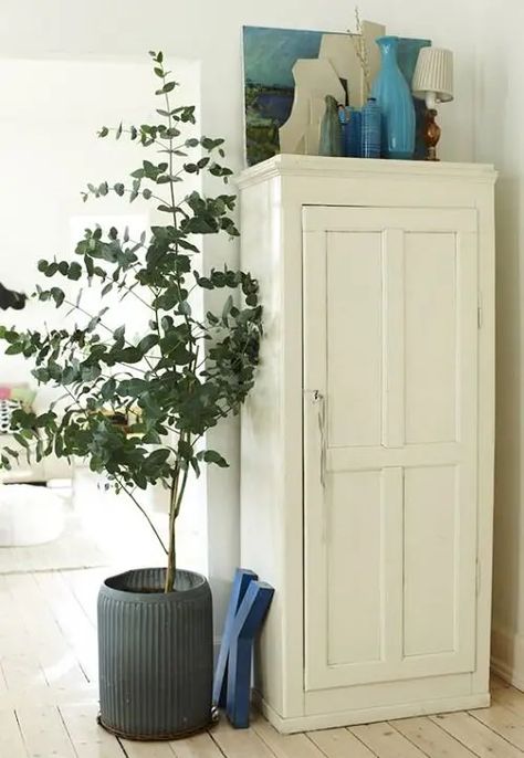 Growing Eucalyptus Indoors | How to Grow Eucalyptus Plant Growing Eucalyptus, Henry Lee, Balkon Decor, Indoor Tree, Indoor Greenery, Indoor Trees, Favourite Flowers, Eucalyptus Tree, Studio Apartments