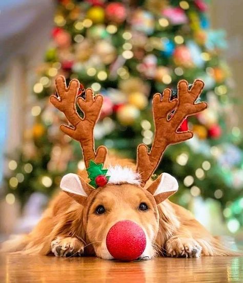 Christmas Dog Photography, Christmas Pet Photos, Whatcha Doin, Dog Christmas Photos, Dog Christmas Pictures, Hot Dog Bar, Golden Retriever Christmas, Dog Xmas, Dog Christmas Card