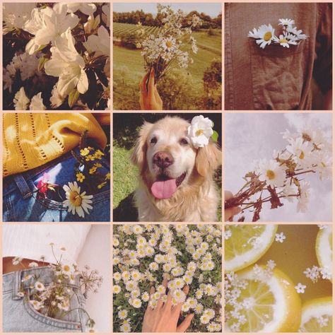 Moodboard Adopt, Animal Moodboard, Dog Moodboard, Moodboard Adopts, Moodboard Pictures, F2u Moodboards, Black Moodboard, Alluring Aesthetic, Moodboard Inspo