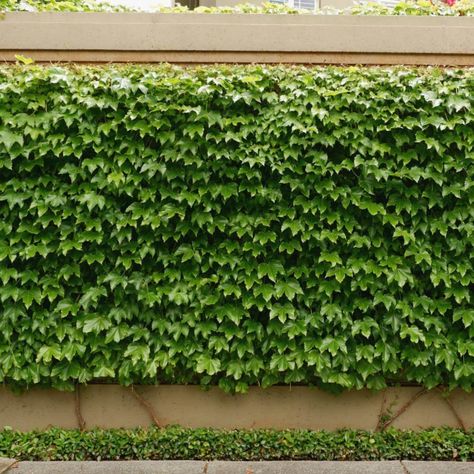 Hydrangea Climbing, Boston Ivy Wall, Ivy Fence, Parthenocissus Tricuspidata, Gardenia Jasminoides, Boston Ivy, Hydrangea Petiolaris, Ficus Pumila, Screen Plants