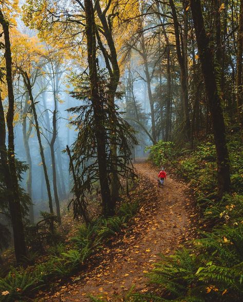 Jhamil Bader 🍃 Oregon & Travel on Instagram: “Earlier this year I decided to check out these trails on a foggy day and see what I could capture... and now I’ve been coming back over and…” House Plans Cabin, Cabin Plans With Loft, Pennsylvania Travel, Foggy Day, Cozy Cabins, Cabin Floor Plans, Cabin House Plans, Cabin Kitchens, Oregon Travel