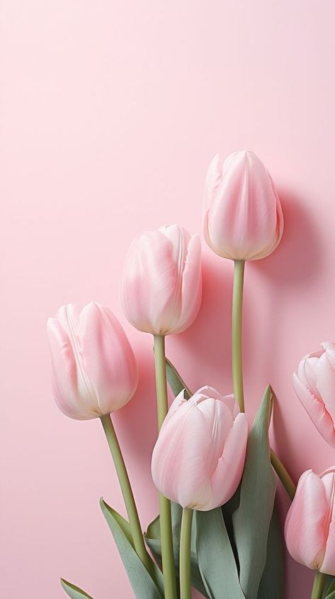 Tulip flower petal plant. | premium image by rawpixel.com Download Wallpaper Iphone, All Pink Wallpaper Iphone, Pink Images Aesthetic, Tulip Phone Wallpaper, Rosas Wallpapers, Flower Aesthetic Wallpaper Iphone, Pink Flower Wallpaper Iphone, Pink Tulips Aesthetic, Iphone Wallpaper Aesthetic Pink