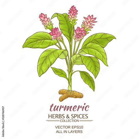 Curcuma Plant, Turmeric For Skin, What Is Turmeric, Health Benefits Of Turmeric, Turmeric Plant, Benefits Of Turmeric, Abstract Coloring Pages, Plant Vector, Organic Turmeric