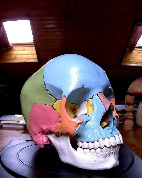 A 3d model of skull from an anatomical model Scanned with the MakerBot Digitizer Desktop 3D Scanner Anatomical Skull, Side Ideas, Skull Reference, Skull Model, Spooky Scary Skeletons, Drawing Anatomy, 3d Scanner, 3d Printing Diy, 3d Printer Projects