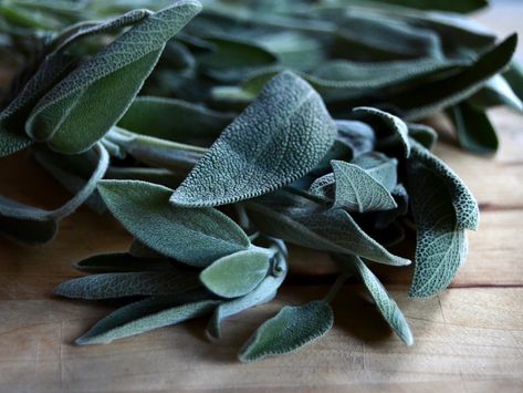 Sage Anti-Bacterial Salve – Krista's Herbarium Sage Salve, Sage Tincture, Fresh Herb Recipes, Salve Recipes, Herbal Salves, Floating Garden, Healing Salves, Herb Recipes, Herbal Apothecary